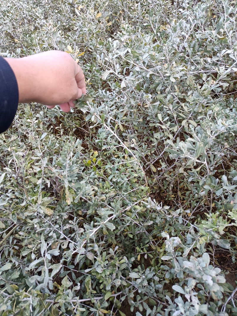 大量梭梭、花棒、白刺、四翅滨藜苗木预订