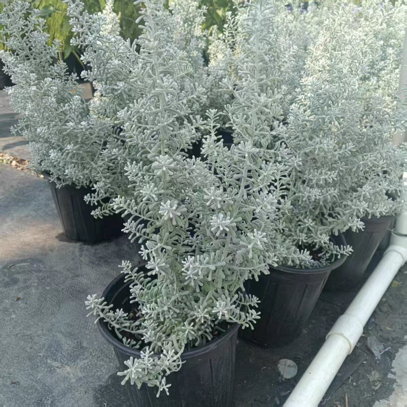 澳洲地肤景天叶澳地肤珍珠蓝布什圣诞树高级感银灰色系