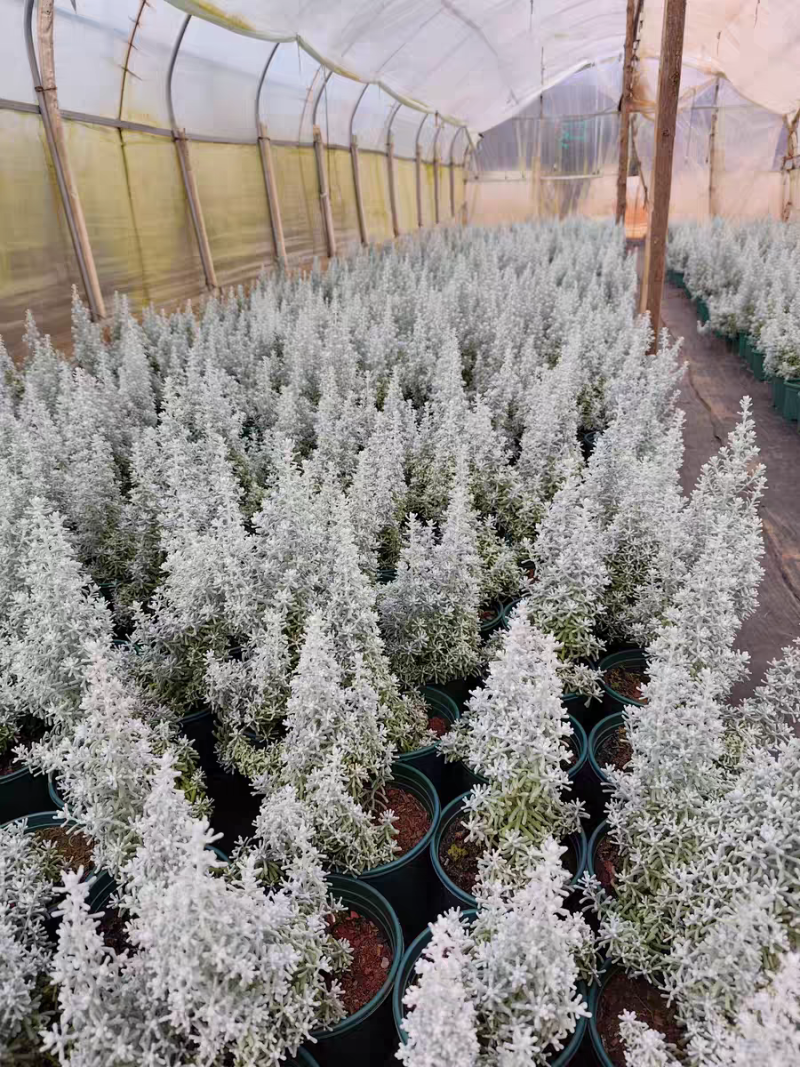 澳洲地肤景天叶澳地肤珍珠蓝布什圣诞树高级感银灰色系