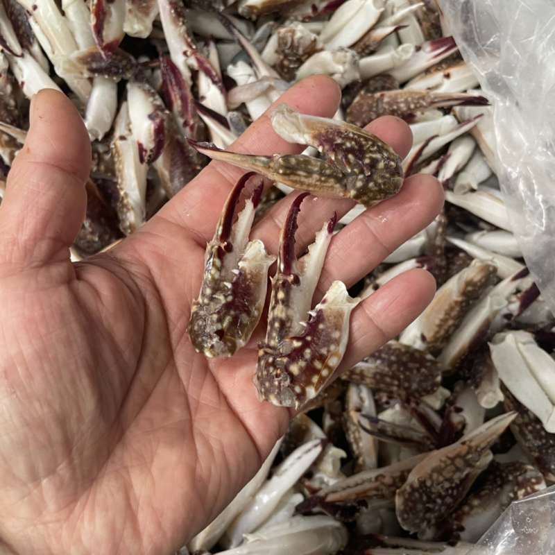 小号梭子蟹钳大中小三个规格都有货