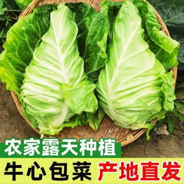 《牛心甘蓝》基地直发保质保量一条龙服务对接全国