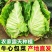 《牛心甘蓝》基地直发保质保量一条龙服务对接全国