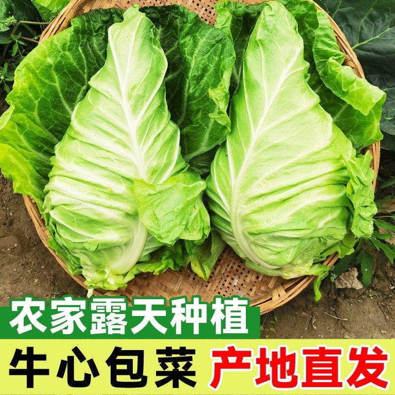 《牛心甘蓝》基地直发保质保量一条龙服务对接全国