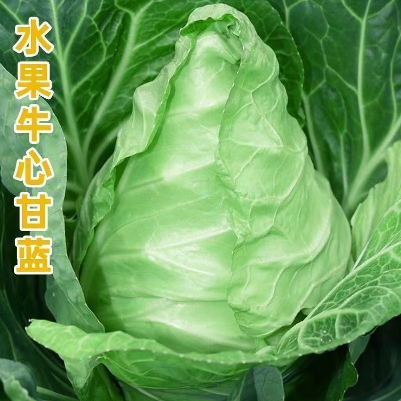 《牛心甘蓝》基地直发保质保量一条龙服务对接全国
