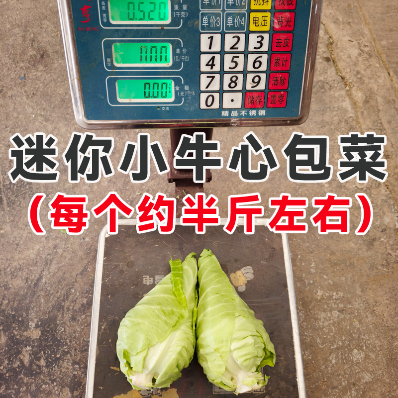 《牛心甘蓝》基地直发保质保量一条龙服务对接全国