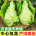 《牛心甘蓝》基地直发保质保量一条龙服务对接全国