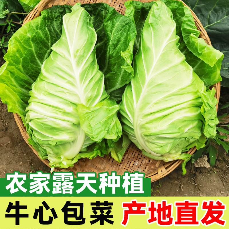 《牛心甘蓝》基地直发保质保量一条龙服务对接全国