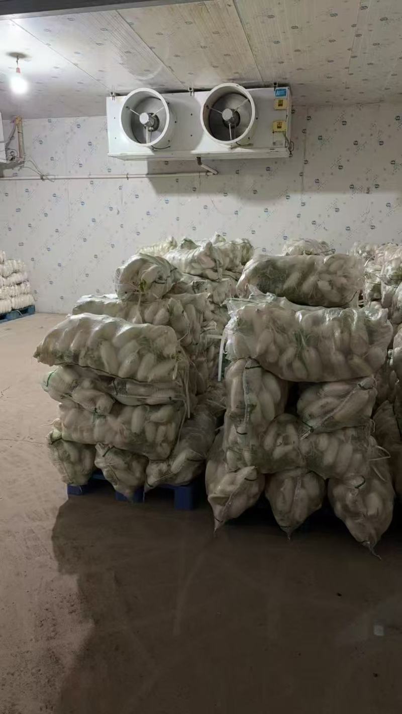 白萝卜，湖北白萝卜上市了，大量供应，诚信经营