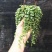 纽扣椒草盆栽世界宝石四季常青室内蛋糕绿植甜品好养植物净化