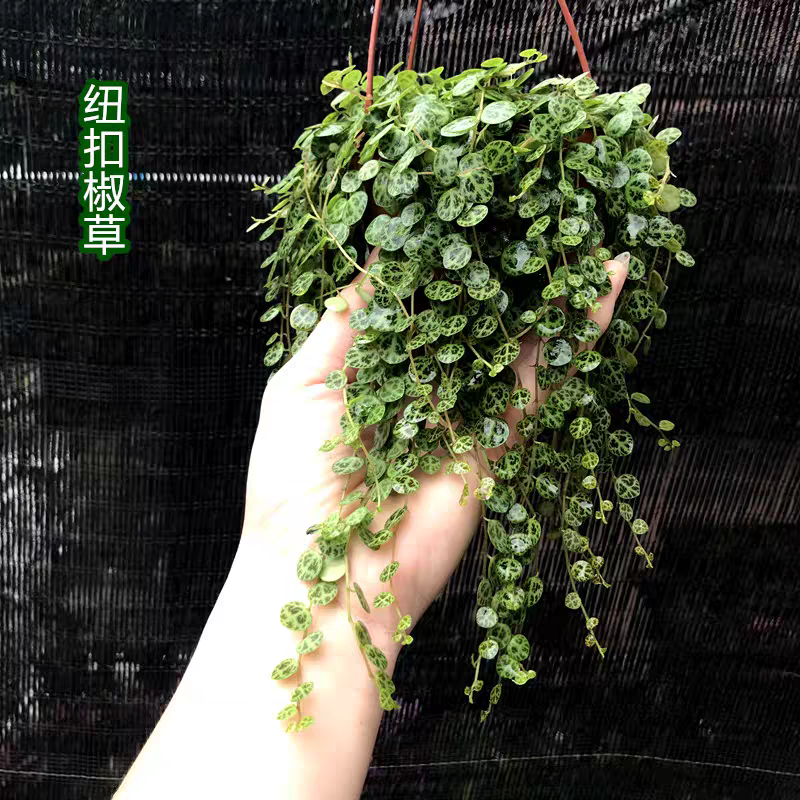 纽扣椒草盆栽世界宝石四季常青室内蛋糕绿植甜品好养植物净化