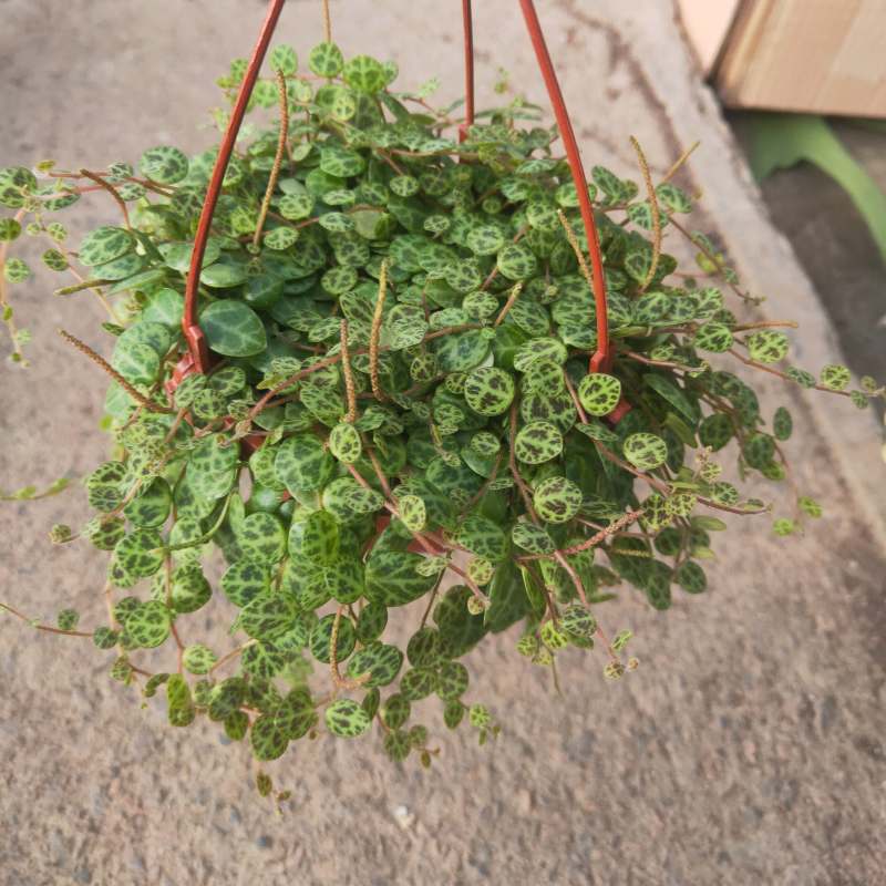纽扣椒草盆栽世界宝石四季常青室内蛋糕绿植甜品好养植物净化