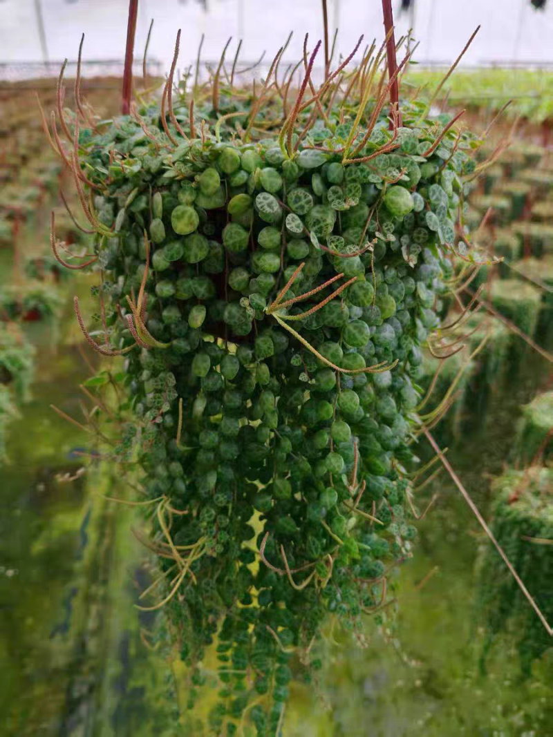 纽扣椒草盆栽世界宝石四季常青室内蛋糕绿植甜品好养植物净化