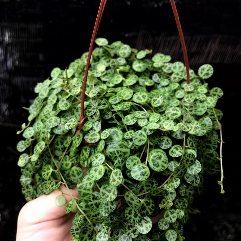 纽扣椒草盆栽世界宝石四季常青室内蛋糕绿植甜品好养植物净化
