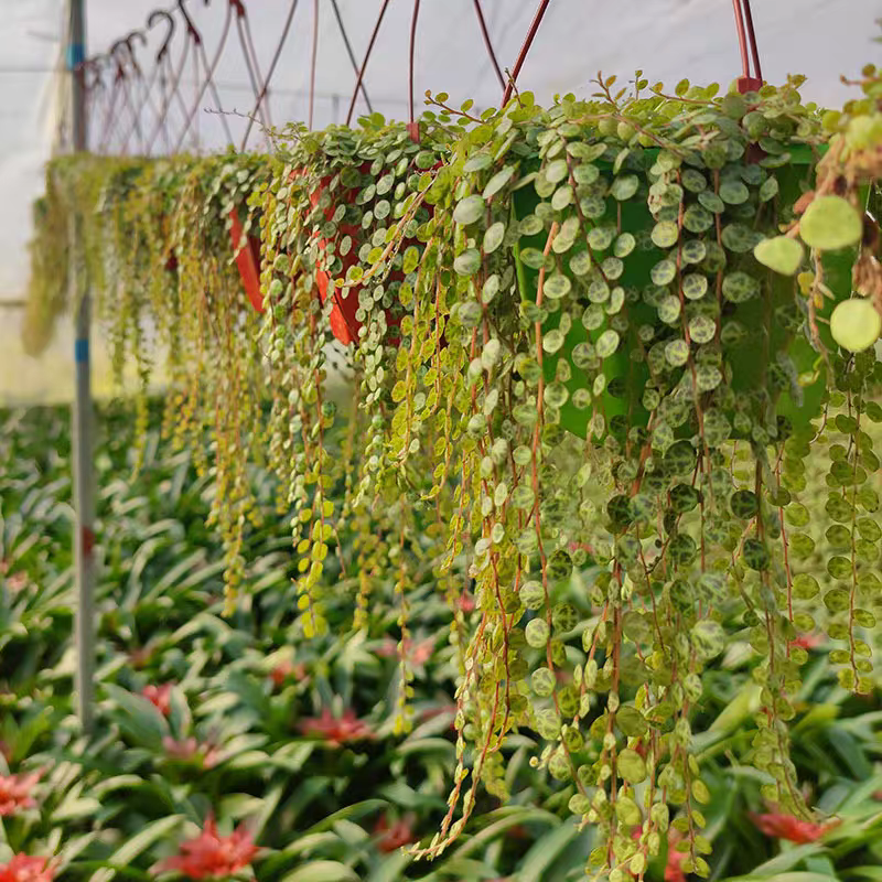 纽扣椒草盆栽世界宝石四季常青室内蛋糕绿植甜品好养植物净化