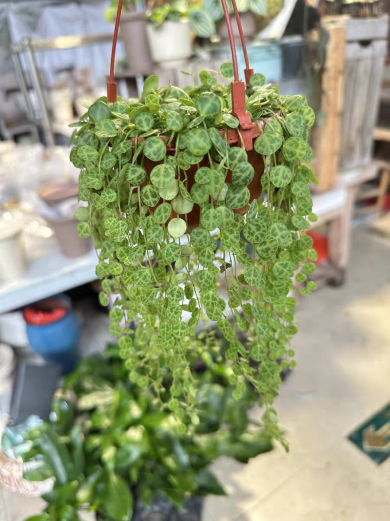 纽扣椒草盆栽世界宝石四季常青室内蛋糕绿植甜品好养植物净化