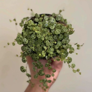 纽扣椒草盆栽世界宝石四季常青室内蛋糕绿植甜品好养植物净化