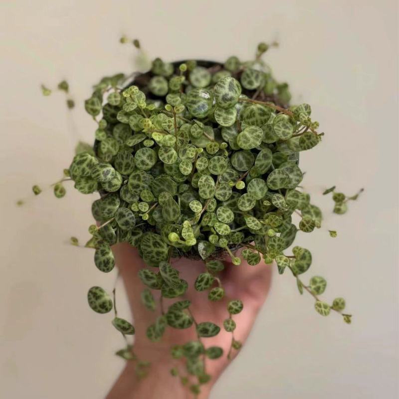 纽扣椒草盆栽世界宝石四季常青室内蛋糕绿植甜品好养植物净化