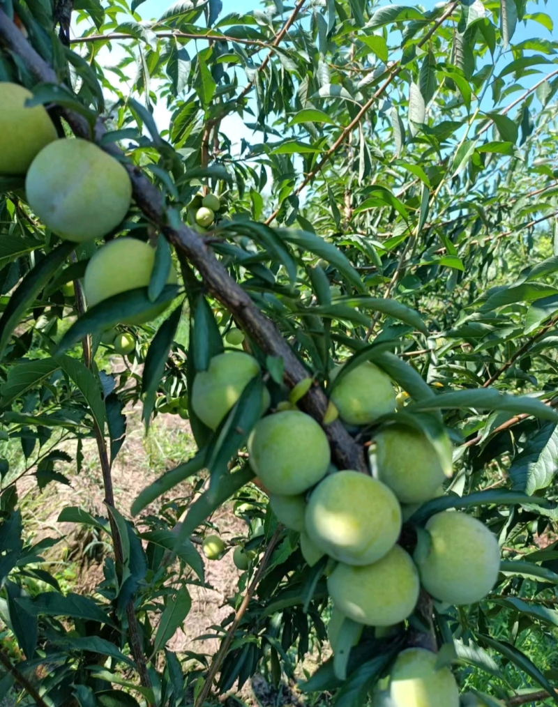 晚熟蜂糖李子苗，苗圃直发，纯甜无酸味，爽口含糖量18至22%