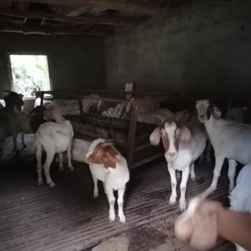 活羊急售