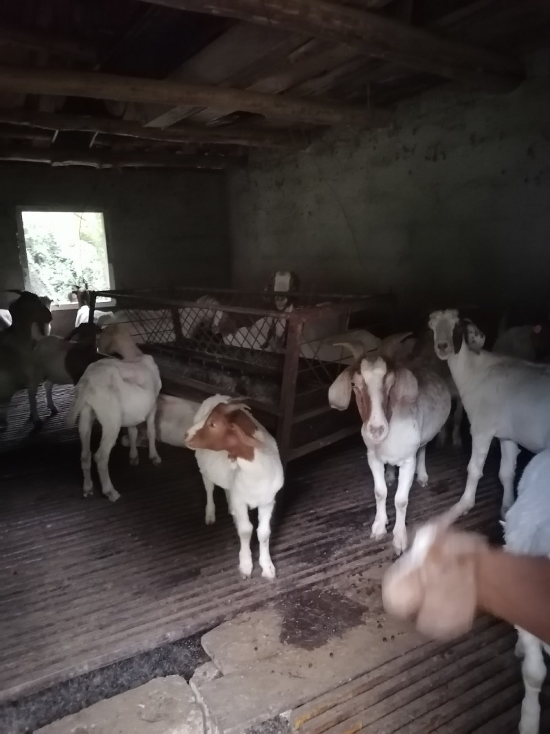 活羊急售