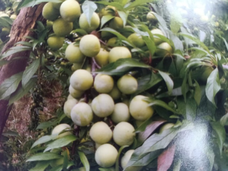 金秋晚蜜脆李子苗，农场直发，纯甜，含糖量18-22%