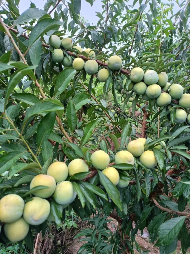 金秋晚蜜脆李子苗，农场直发，纯甜，含糖量18-22%