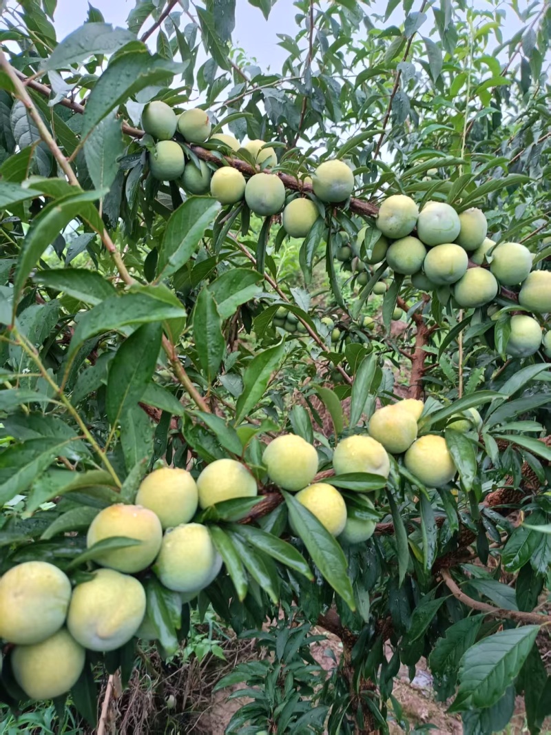 金秋晚蜜脆李子苗，农场直发，纯甜，含糖量18-22%
