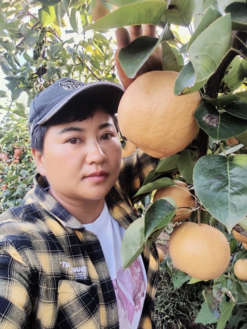 丽江精品雪木梨，一手货源，全国发货，可对接电商商超，诚信经营