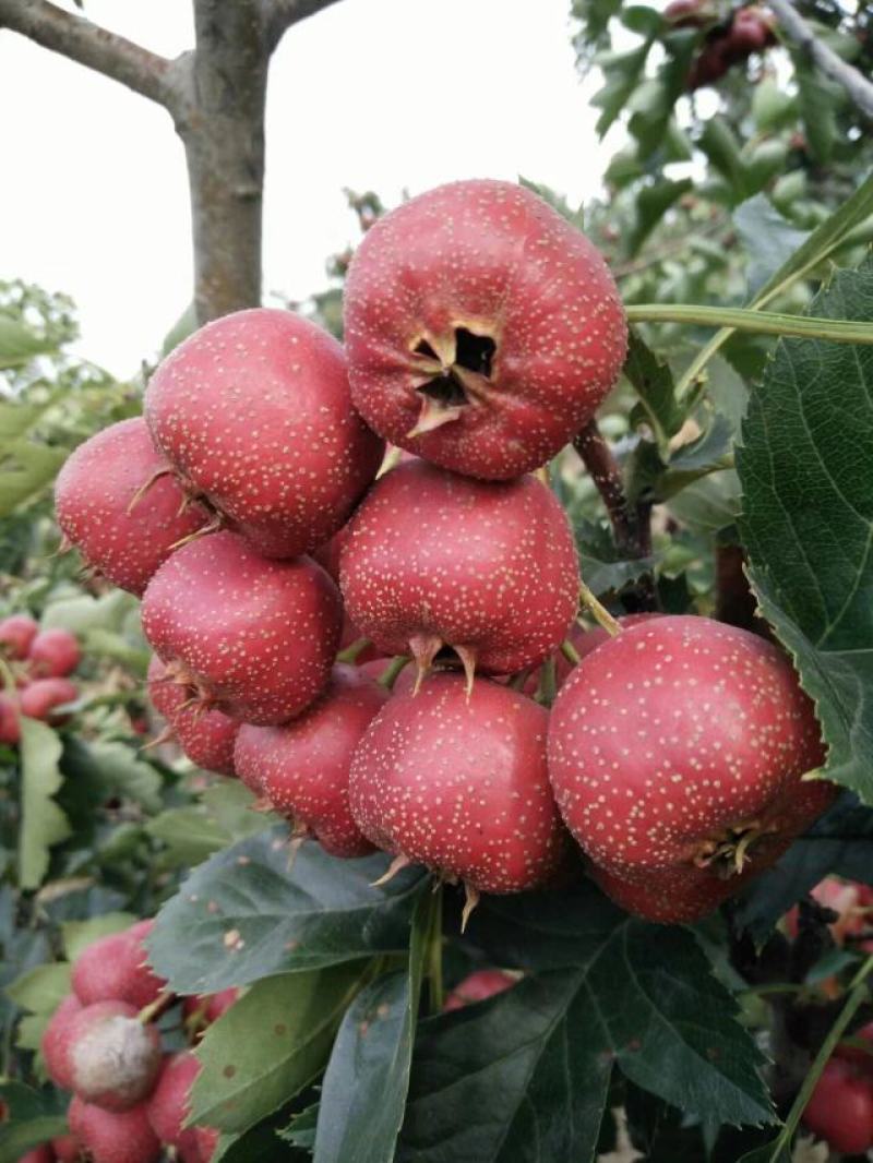 优质大金星山楂