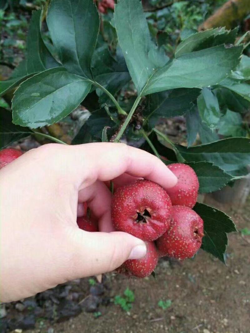 优质大金星山楂