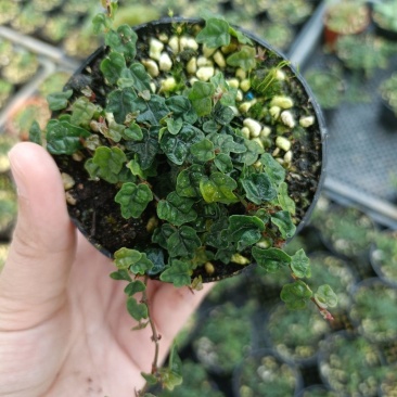 迷你薜荔盆栽小苗雨淋缸植物观叶绿植桌面小型盆栽耐热