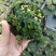 迷你薜荔盆栽小苗雨淋缸植物观叶绿植桌面小型盆栽耐热