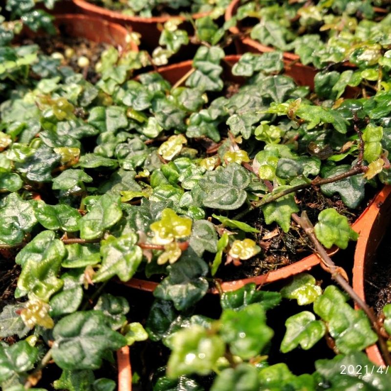 迷你薜荔盆栽小苗雨淋缸植物观叶绿植桌面小型盆栽耐热