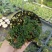 迷你薜荔盆栽小苗雨淋缸植物观叶绿植桌面小型盆栽耐热