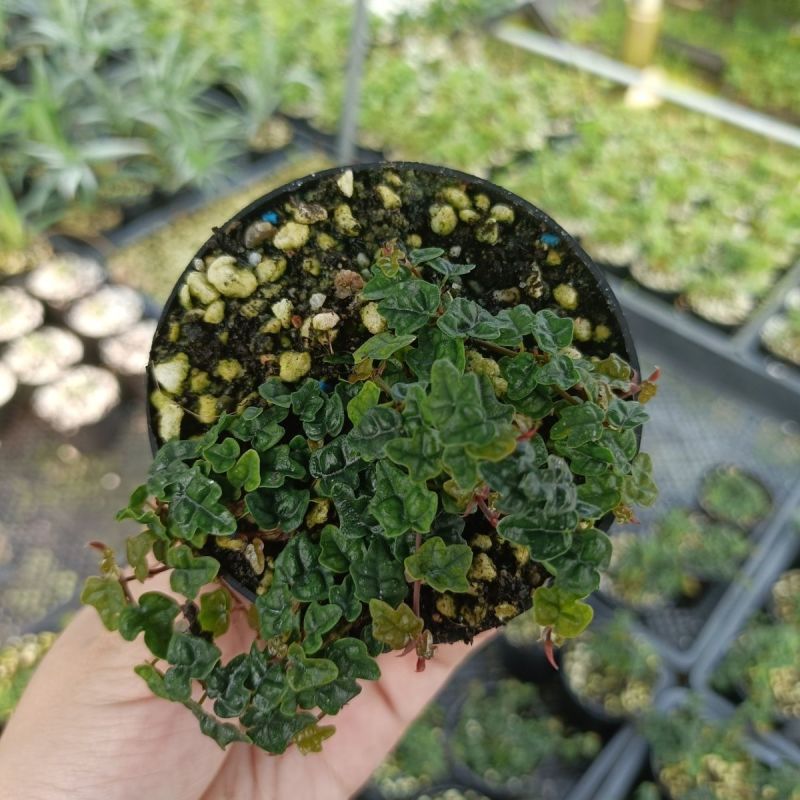 迷你薜荔盆栽小苗雨淋缸植物观叶绿植桌面小型盆栽耐热