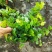 迷你薜荔盆栽小苗雨淋缸植物观叶绿植桌面小型盆栽耐热