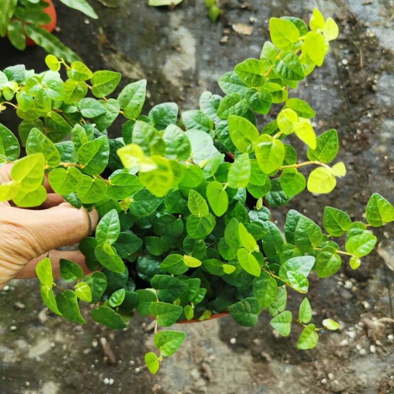 迷你薜荔盆栽小苗雨淋缸植物观叶绿植桌面小型盆栽耐热