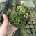 迷你薜荔盆栽小苗雨淋缸植物观叶绿植桌面小型盆栽耐热
