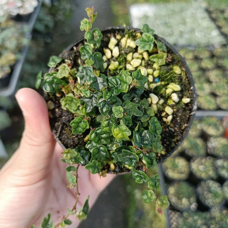 迷你薜荔盆栽小苗雨淋缸植物观叶绿植桌面小型盆栽耐热