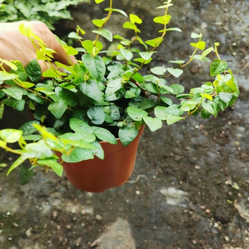 迷你薜荔盆栽小苗雨淋缸植物观叶绿植桌面小型盆栽耐热