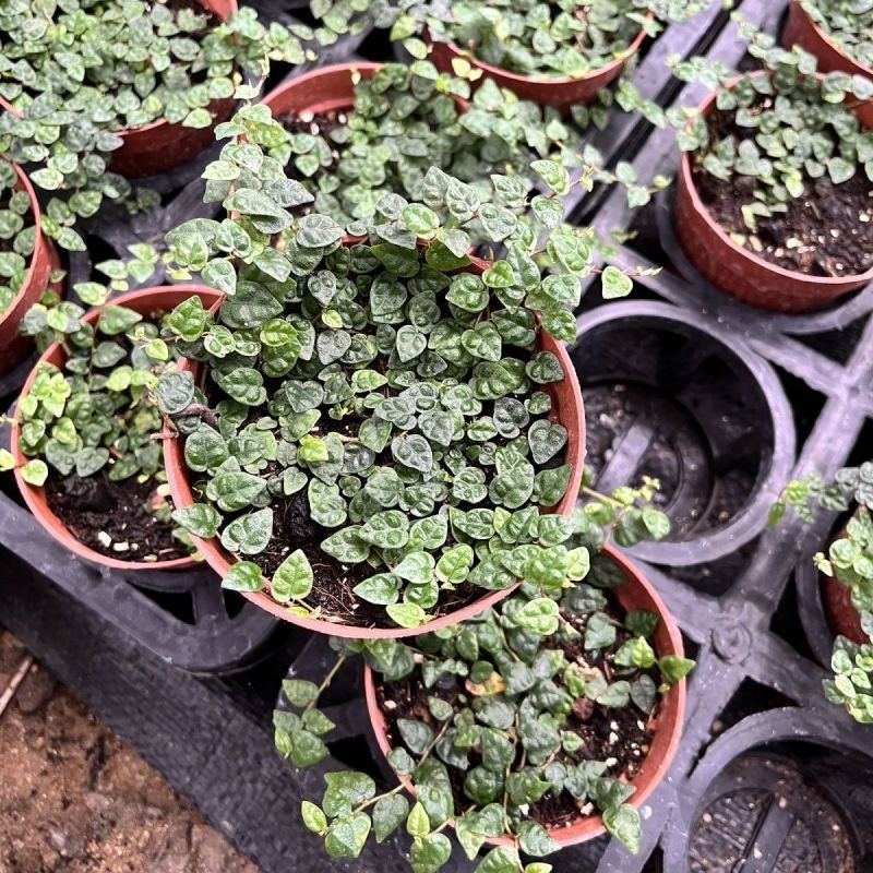 迷你薜荔盆栽小苗雨淋缸植物观叶绿植桌面小型盆栽耐热