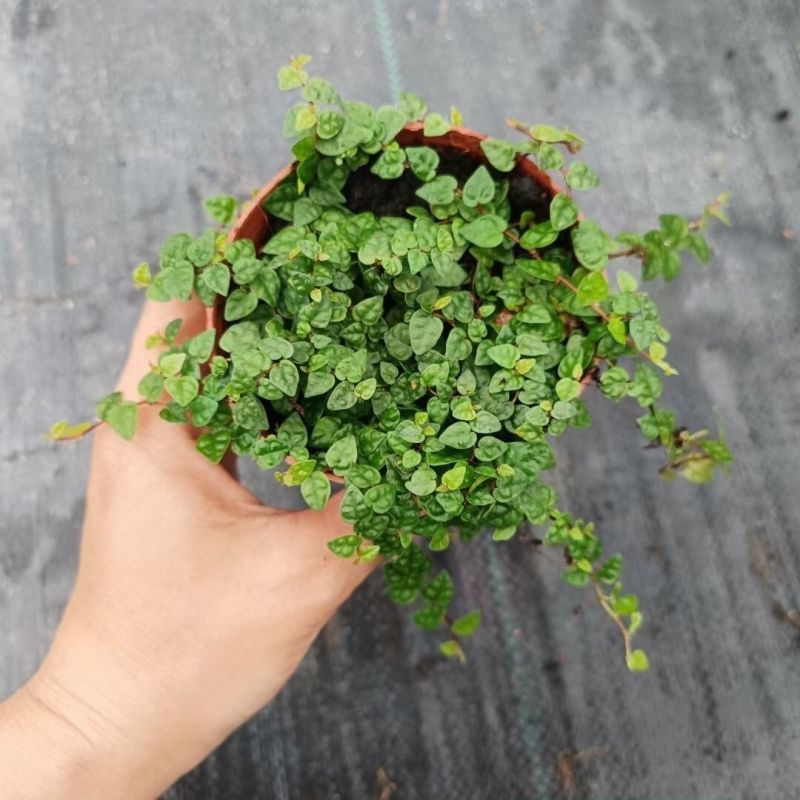 迷你薜荔盆栽小苗雨淋缸植物观叶绿植桌面小型盆栽耐热