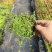 迷你薜荔盆栽小苗雨淋缸植物观叶绿植桌面小型盆栽耐热