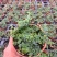 迷你薜荔盆栽小苗雨淋缸植物观叶绿植桌面小型盆栽耐热