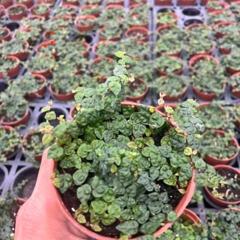 迷你薜荔盆栽小苗雨淋缸植物观叶绿植桌面小型盆栽耐热