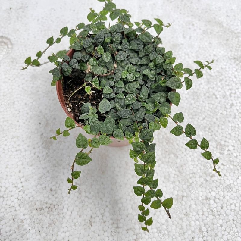 迷你薜荔盆栽小苗雨淋缸植物观叶绿植桌面小型盆栽耐热
