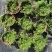 迷你薜荔盆栽小苗雨淋缸植物观叶绿植桌面小型盆栽耐热