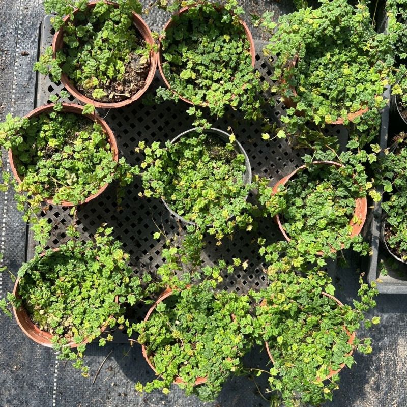 迷你薜荔盆栽小苗雨淋缸植物观叶绿植桌面小型盆栽耐热
