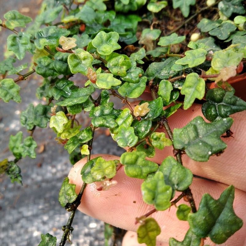 迷你薜荔盆栽小苗雨淋缸植物观叶绿植桌面小型盆栽耐热