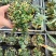 迷你薜荔盆栽小苗雨淋缸植物观叶绿植桌面小型盆栽耐热
